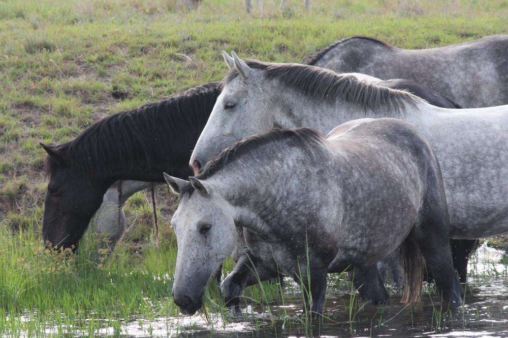 Pure bred percheron sport horses001.jpg
